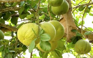 Полезные свойства помело и противопоказания Помело фрукт полезные свойства и вред калорийность