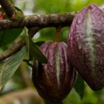 Ziarna kakaowe: gdzie rosną, zastosowania i korzystne właściwości ziaren kakaowych