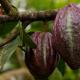 Какао бобы: где растут, применение и полезные свойства бобов