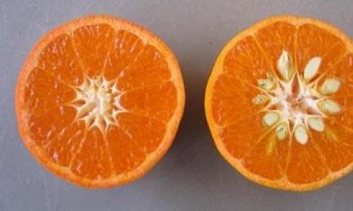 Calorie content of tangerine: benefits and harm to health