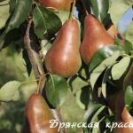 Red summer pear. Early pear varieties. Autumn varieties of pears