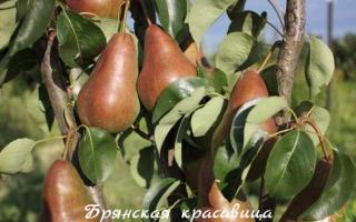Red summer pear. Early pear varieties. Autumn varieties of pears