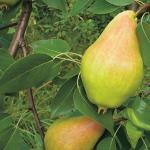 Pear: all leaf diseases and methods for their treatment
