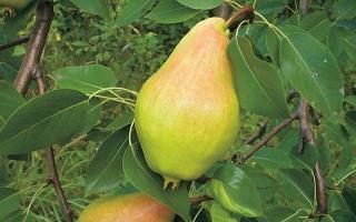 Pear: all leaf diseases and methods for their treatment