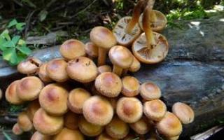 Special recipes for preparing pickled mushrooms