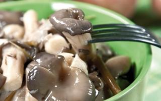 Oyster mushrooms: how to pickle at home, quick recipes for the winter in jars Oyster mushrooms pickling and pickling