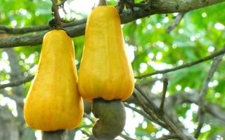 Exotic cashew: secrets of health and beauty Cashew India