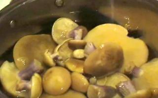 How to pickle Ryadovka mushrooms: simple recipes Fried gray Ryadovka mushrooms