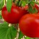 Tomaten: Nutzen und Schaden Womit man keine frischen Tomaten essen sollte